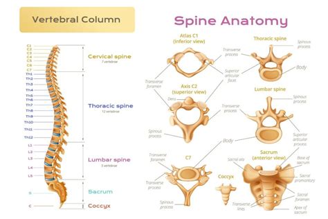 Spine Flexion: A Fundamental Instrument of Well-Being in Yoga – Fitsri Yoga