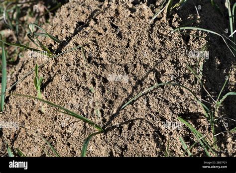 Fire ant mound Stock Photo - Alamy