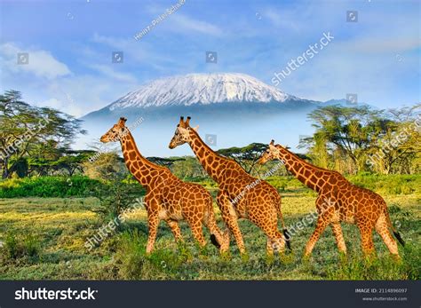 27,620 Amboseli Images, Stock Photos, 3D objects, & Vectors | Shutterstock