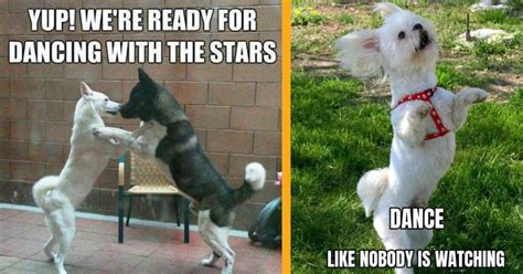 Dancing Doggos: 31 Wholesome Memes of Dogs Who Know How to Dominate the Dance Floor - Animal ...