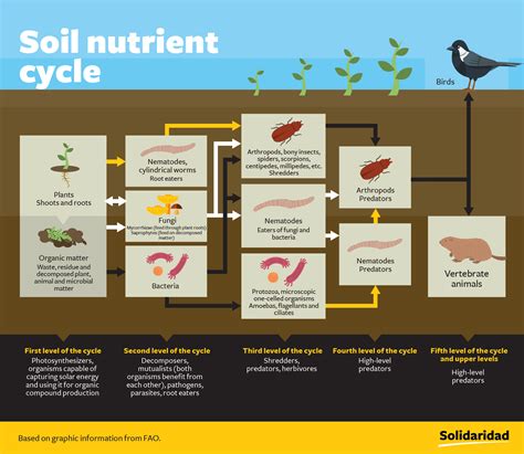 Soil conservation should become a global priority - Solidaridad Network