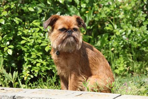 Which Dog Breeds Look Like Ewoks? (7 Popular Choices)