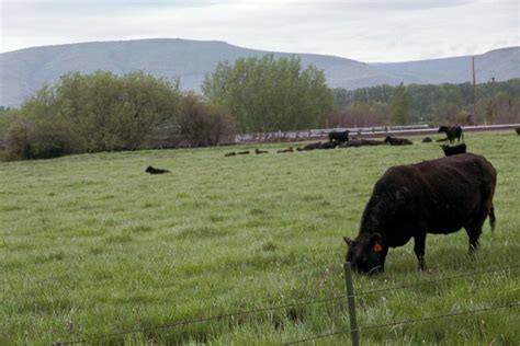 Cows in Ellensburg. | Cow, Animals, Ellensburg