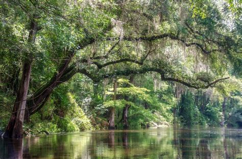 The Withlacoochee River ( North ) | Florida Paddle Notes