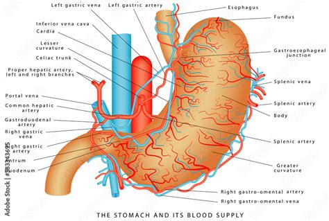 The Stomach and its Blood Supply. Stomach Vasculature. Stomach anatomy of the human internal ...