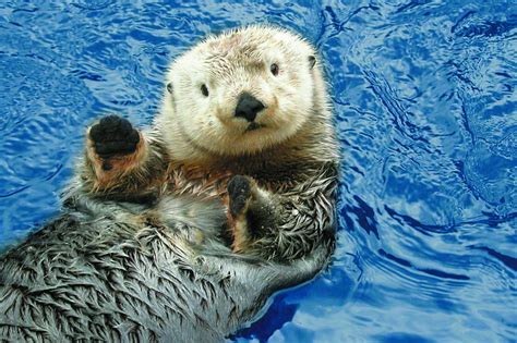 Otters 1080P, 2K, 4K, 5K HD wallpapers free download | Wallpaper Flare