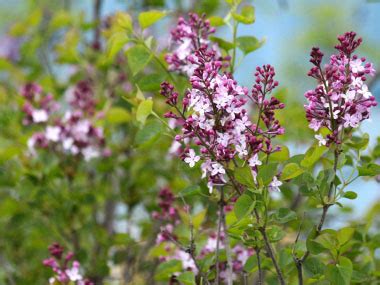 Lilac: Identification, Leaves, Bark & Habitat | Syringa Spp.