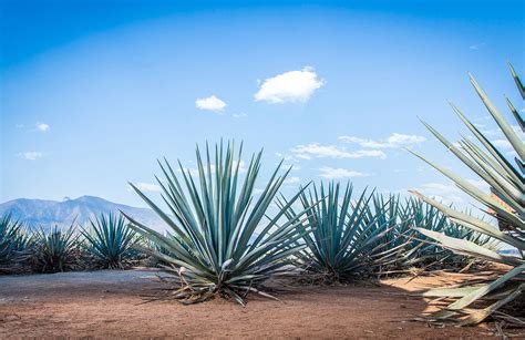 True Believers Partners With ecoSPIRITS to Launch Los Arcos, The World ...