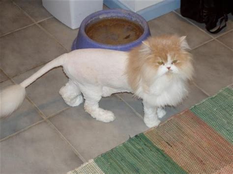 Pics obsession: Funny Cat Haircut