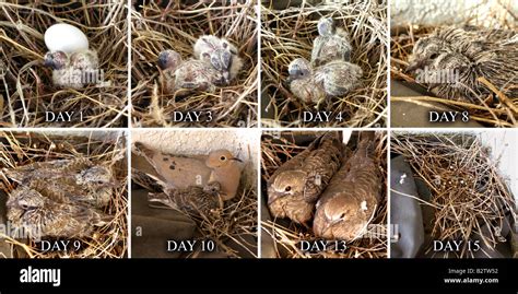 Eight-frame, 15-day, beginning life-cycle of baby doves Mourning Dove Zenaida macroura Stock ...