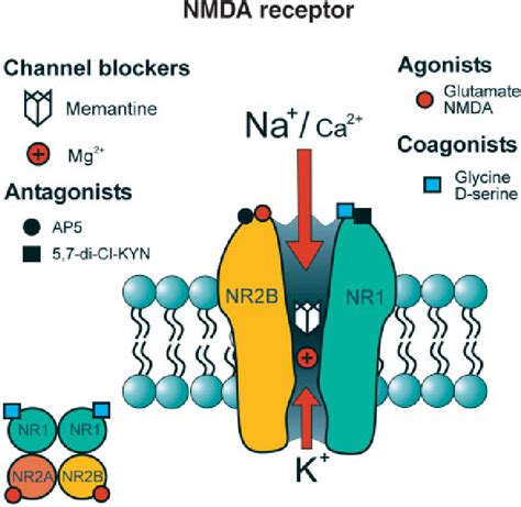 Figure 1 from The NMDA receptor antagonist memantine as a symptomatological and neuroprotective ...