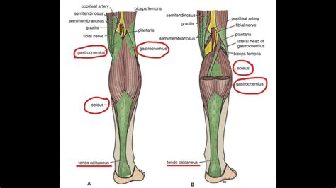 TRICEPS SURAL: fortalecimiento mediante ejercicios concéntricos - YouTube