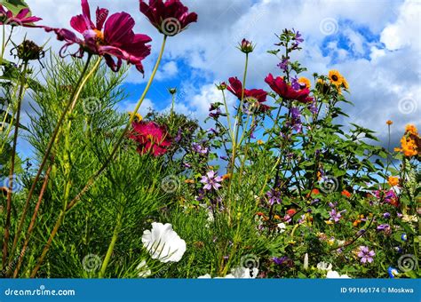 Sunny flower meadow stock photo. Image of cosmos, cheerful - 99166174