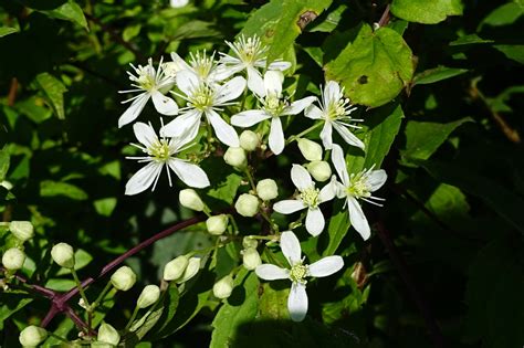 Clematis virginiana - Wildflowers of the National Capital Region