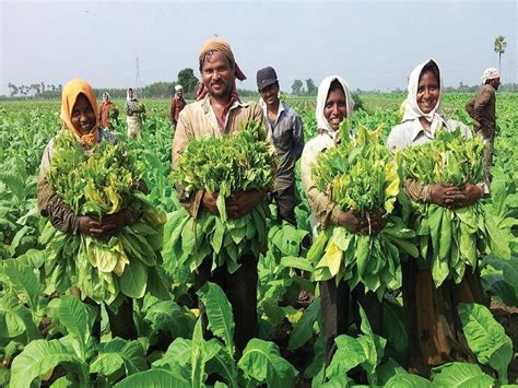 Organic Tobacco Farming: A Complete Cultivation Guide