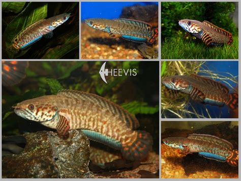 Heevis — New beautiful Channa bleheri or Rainbow Snakeheads...