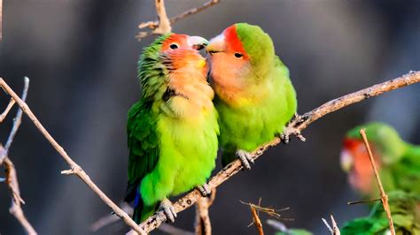 Signs Of A Pregnant Lovebird - Captions Profile