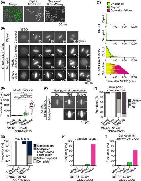 Tetraploidy‐linked aggravation of chromosome misalignment and mitotic... | Download Scientific ...