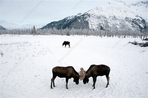 Moose fighting - Stock Image - F031/3794 - Science Photo Library