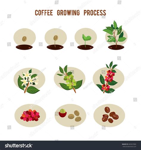 Plant seed germination stages. Process of planting and growing a coffee tree. Coffee tree ...