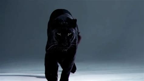 Video: Black Panther Running Super Slow Motion ~ #113469439