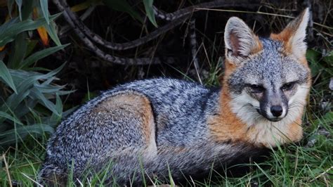 Image result for gray fox | Fox breeds, Fox species, Pet fox