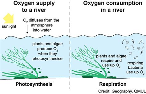 Dissolved Oxygen - Chesswatch