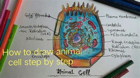 Update 73+ animal cell drawing with color latest - xkldase.edu.vn