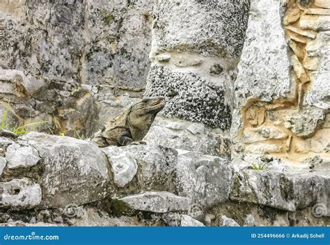 Iguana on Rock Tulum Ruins Mayan Site Temple Pyramids Mexico Stock Photo - Image of spinytailed ...