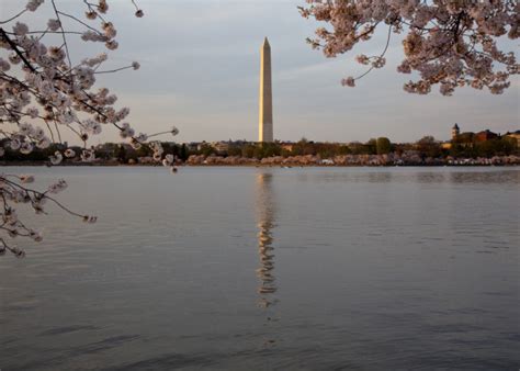 Washington DC cherry blossom — Stock Photo © rabbit75_dep #4001041