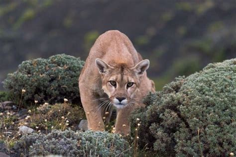 Puma , Torres del Paine , Patagonia , Chile | Animals beautiful, Animals, Mountain lion