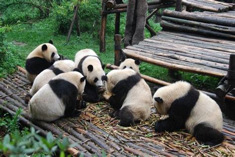 A highlight of any China trip - Giant Panda Breeding Research Base ...