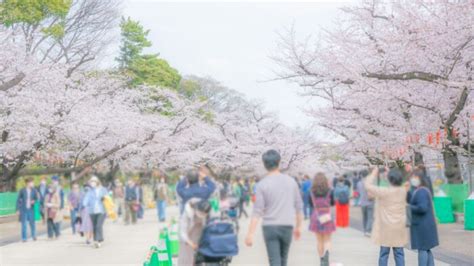 Ueno Park Cherry Blossom Festival