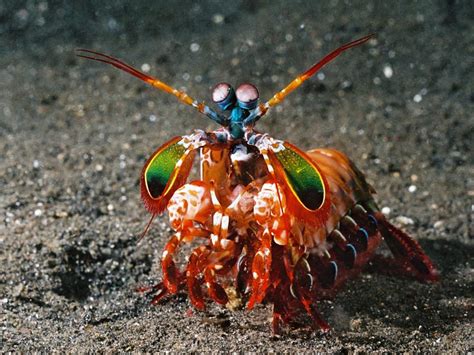 Mantis Shrimp Amazing Beautiful ~ planetanimalzone