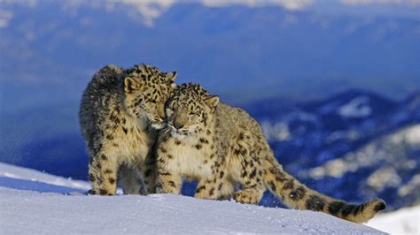 Three snow leopards spotted in NW China's national park - CGTN