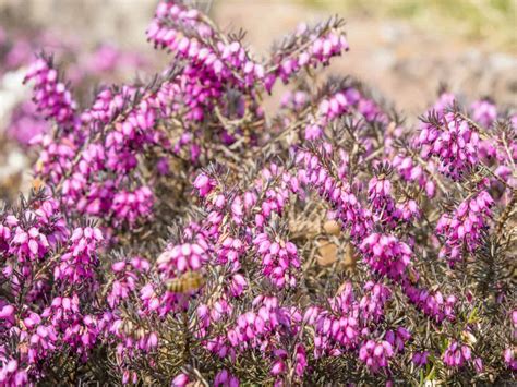 10 Attractive Deer Resistant and Repellent Shrubs