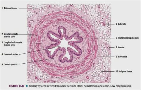 Gambar Histologi Sistem Urologi Pada Manusia Lengkap - Mata Fariz