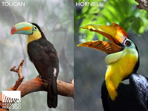 Woodland Park Zoo Blog: Wonderfully Wild Wednesday: Toucan vs. hornbill