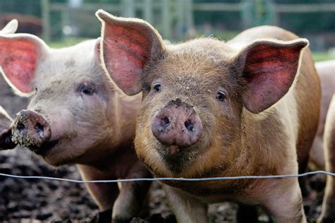 Two Pigs On Farm Photograph by Charity Burggraaf - Pixels