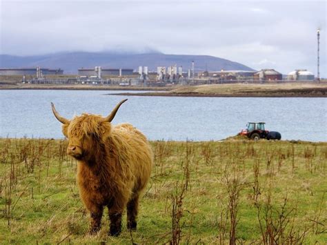 Cutest livestock imaginable. In the Orkney Islands. Ran into this guy in Ireland once too.NSC ...