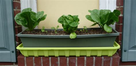 Gardening in Self-Watering Planters & Containers -AlboPepper.com