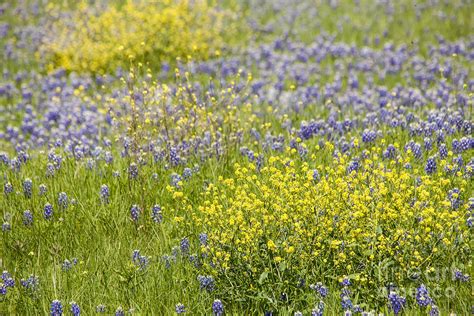 Texas Wildflowers in Bloom Photograph by Iris Greenwell | Fine Art America