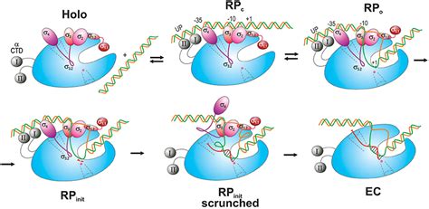 In The Diagram Below Showing Bacterial Rna Polymerase What Is Indicated By The Circle And Arrow ...