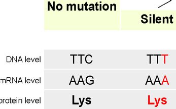 Substitution (DNA Mutation) — Definition & Examples - Expii