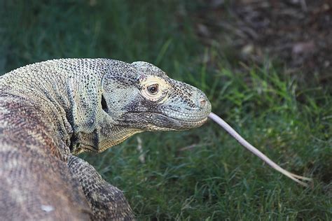 Dragon Tongue! | I have no idea how long a Komodo Dragon ton… | Flickr