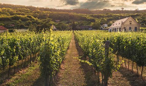 The Best Wine Trails in Virginia (with Maps)