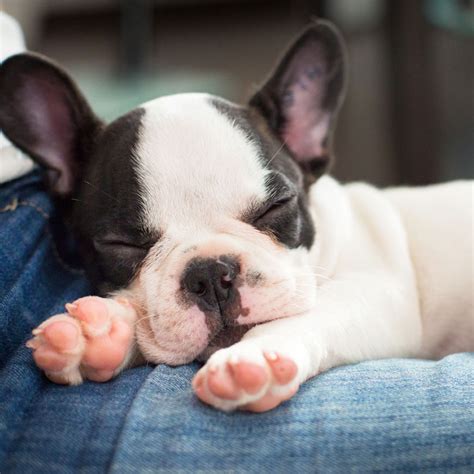 #1 | French Bulldog Puppies For Sale In North Carolina