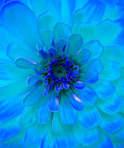 Painting Of A Turquoise Flower Free Stock Photo - Public Domain Pictures