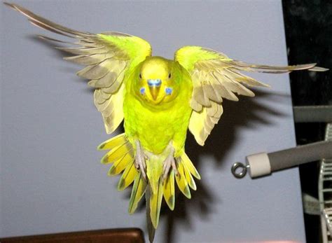 Budgie in flight | Budgies, Pet birds, Cute birds