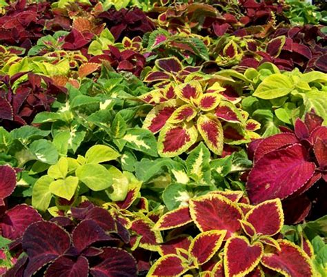 Coleus Wizard Mix Seeds - Solenostemon Scutellarioides